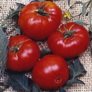 Hạt giống Brandywine Tomato Seeds