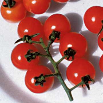 Hạt giống Ladybug Hybrid Tomato Seeds
