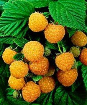 Fall Gold Raspberry 25 Seeds - by Hinterland Trading