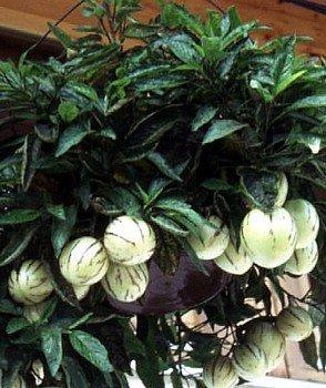 Seeds and Things Pepino Melon Pear 10 Seeds-solanum Muricata-indoors/out