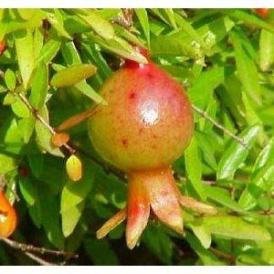 Seeds and Things 15 Dwarf Pomegranate Seeds for - Bonsai , Houseplant or Outside
