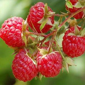 Seeds and Things Organic Red Raspberry 50 Seeds