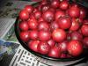 Seeds and Things Psidium Cattleianum - Strawberry Guava 15 Seeds