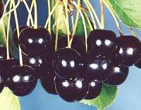 Seeds and Things Sweet Black Cherry Tree 'Prunus serotina'-- 10 Seeds