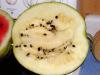 White Wonder Watermelon Seeds 10 Seed Pack by OrganicSeedSupply
