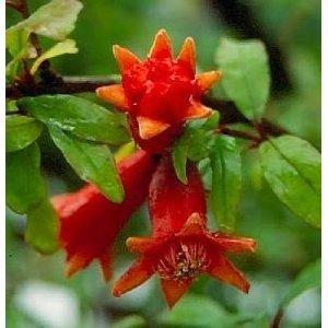 Seeds and Things 15 Dwarf Pomegranate Seeds for - Bonsai , Houseplant or Outside