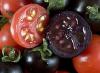 Hạt giống Indigo Rose Tomato - 20 Seeds - The Darkest Tomato in the World