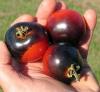 Hạt giống Indigo Rose Tomato - 20 Seeds - The Darkest Tomato in the World