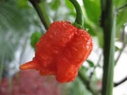Carolina Reaper Pepper HP22B Worlds Hottest Chile Pepper 2013 Guiness World Record Averages 1,569,300 Scoville Heat Units (Capsicum Chinense) Approx 10 Seeds