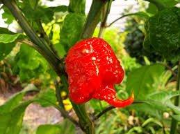 Carolina Reaper Pepper HP22B Worlds Hottest Chile Pepper 2013 Guiness World Record Averages 1,569,300 Scoville Heat Units (Capsicum Chinense) Approx 10 Seeds